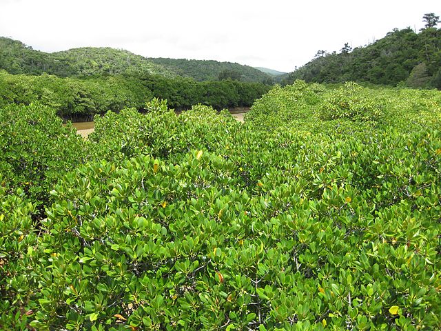 gesashi-bay-mangrove-forest-in-northern-okinawa