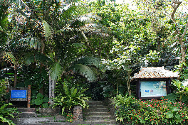 yanehara-palm-tree-grove-in-yaeyama-islands